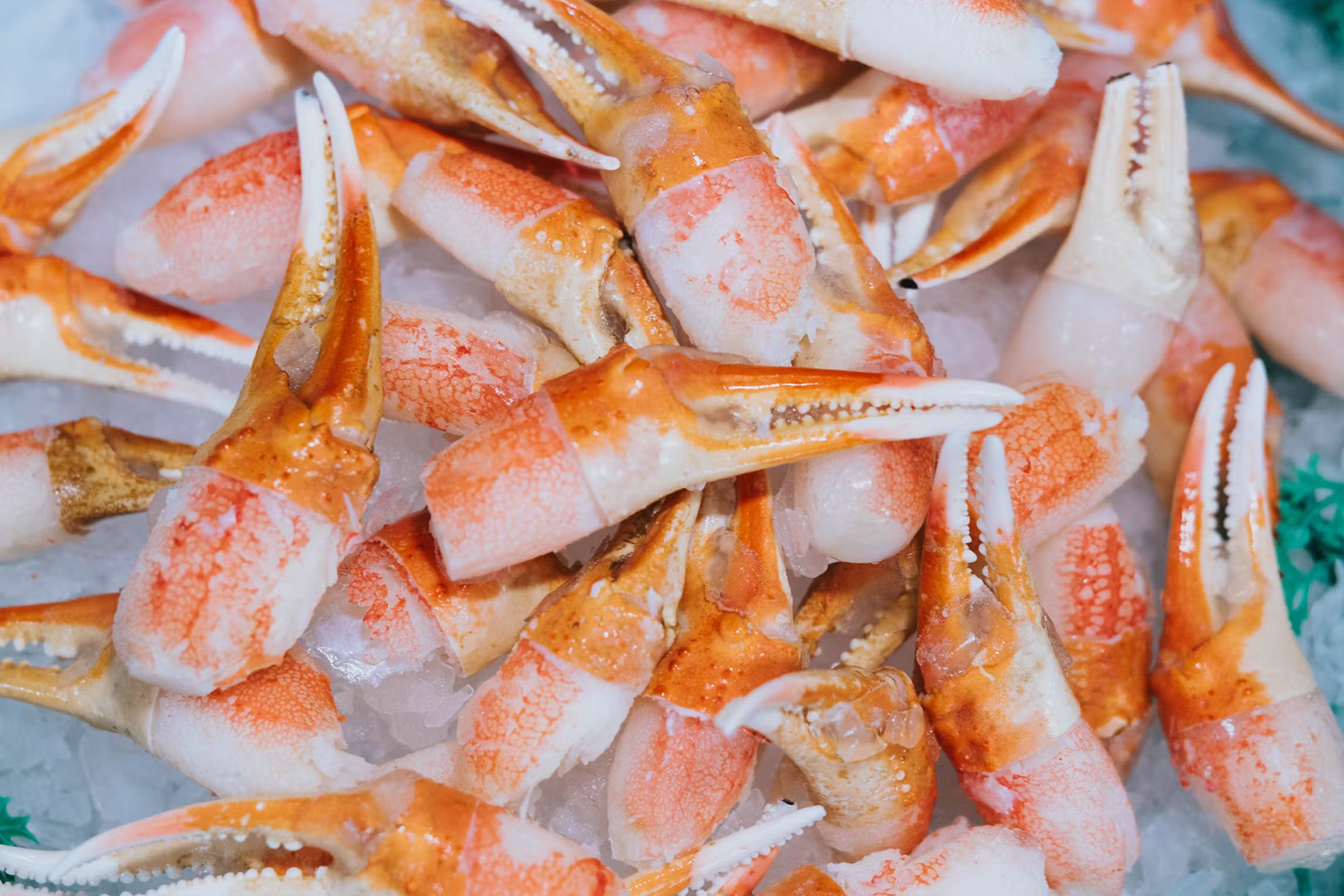 Salmon
